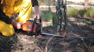Best Tree and Shrub Care  in Liberty Hill, TX