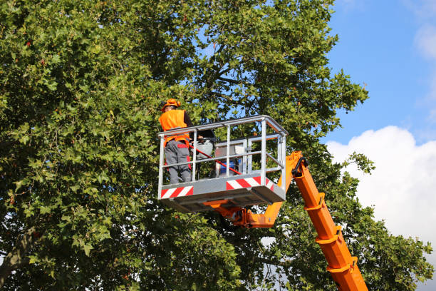 Best Lawn Maintenance Plans  in Liberty Hill, TX