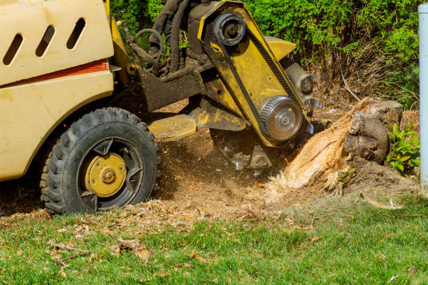 Best Hazardous Tree Removal  in Liberty Hill, TX