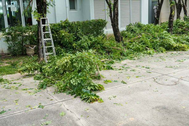 Professional Tree Services in Liberty Hill, TX