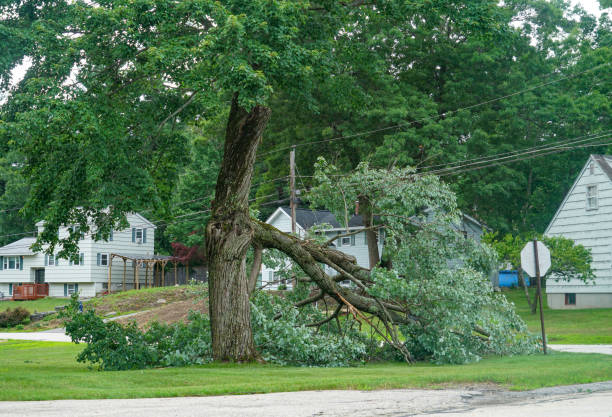 Best Tree Health Inspection  in Liberty Hill, TX