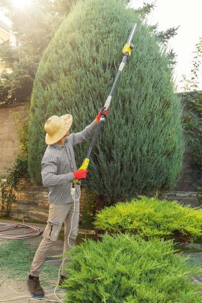 Best Tree Removal  in Liberty Hill, TX